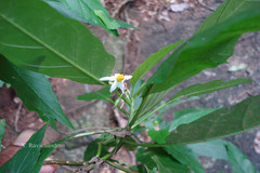 Solanum vagum